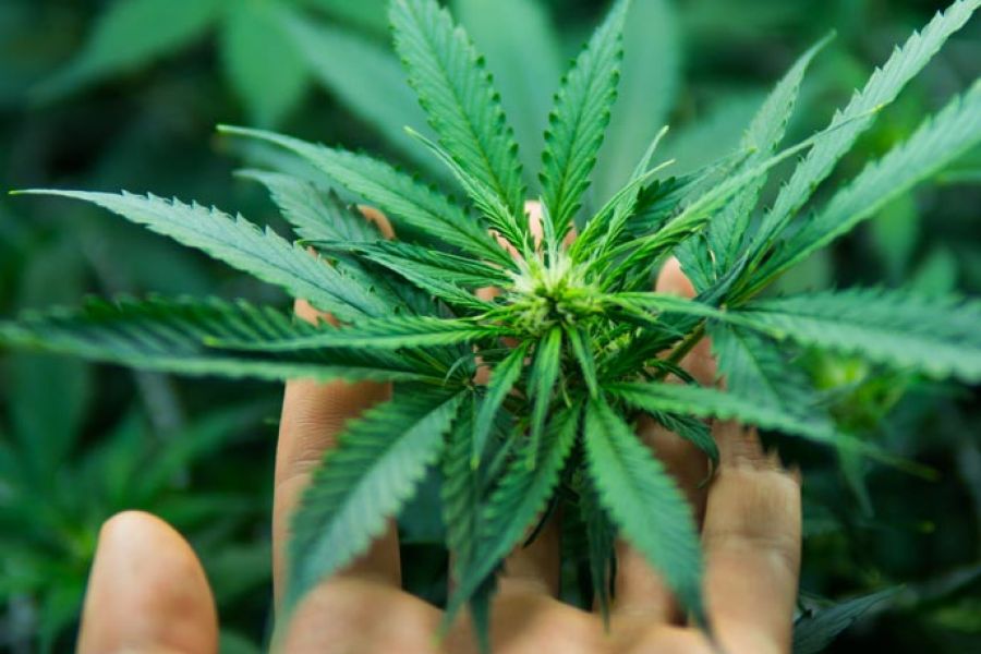 CBD for dental patients
